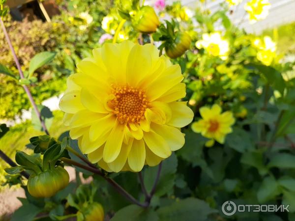 Семена Гавриш Георгина культурная Яркие помпоны