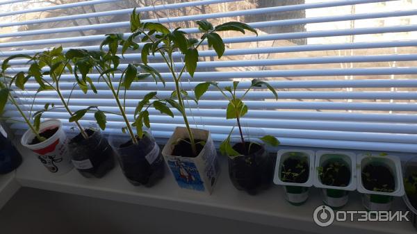 Семена Гавриш Георгина культурная Яркие помпоны