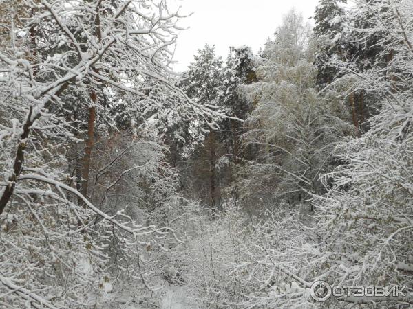 Парк Эдемский сад (Россия, Новосибирск) фото