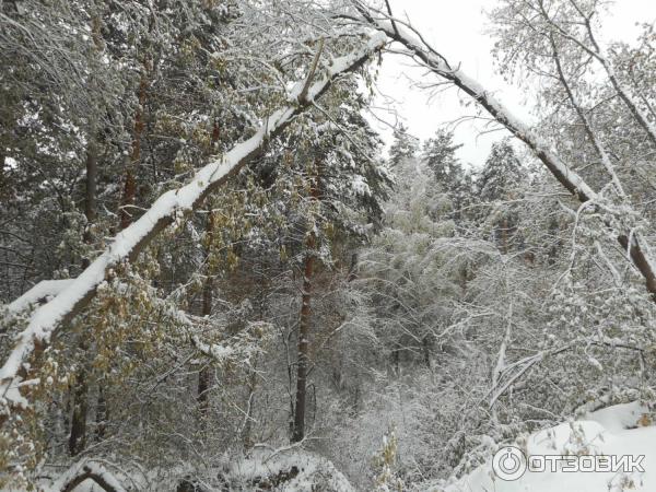 Парк Эдемский сад (Россия, Новосибирск) фото