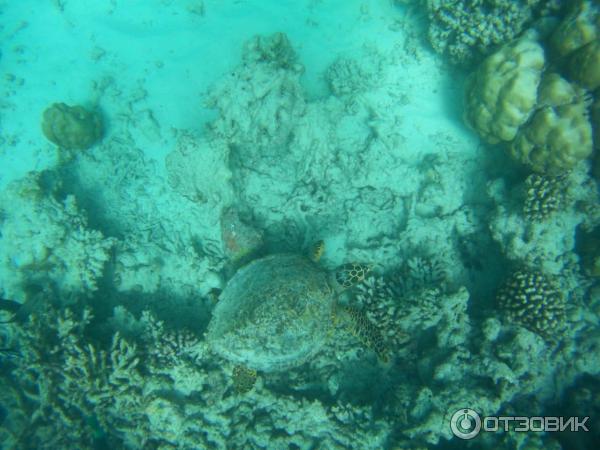 Отель Reethi Beach Resort (Мальдивы) фото