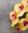 GoldenOrchid