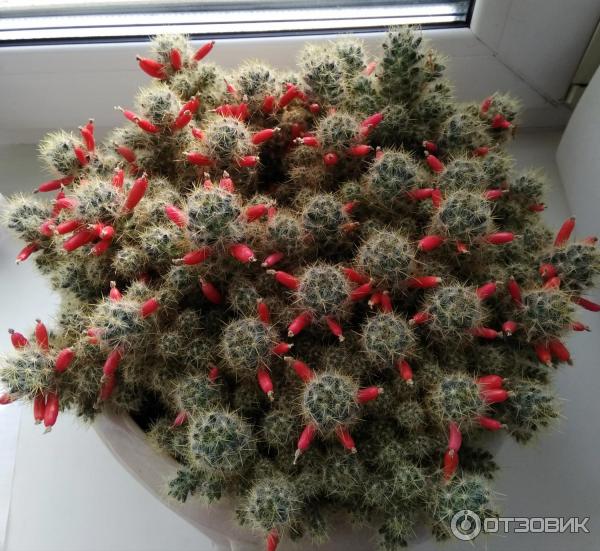 Кактус Маммилярия Вильда (Mammillaria Wildii) фото