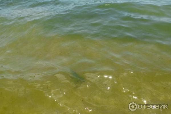 вода с водорослями (были несколько дней)