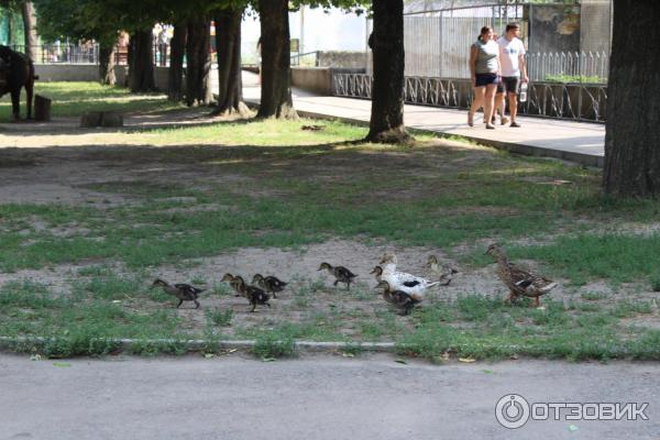 Одесский зоопарк (Украина, Одесса) фото