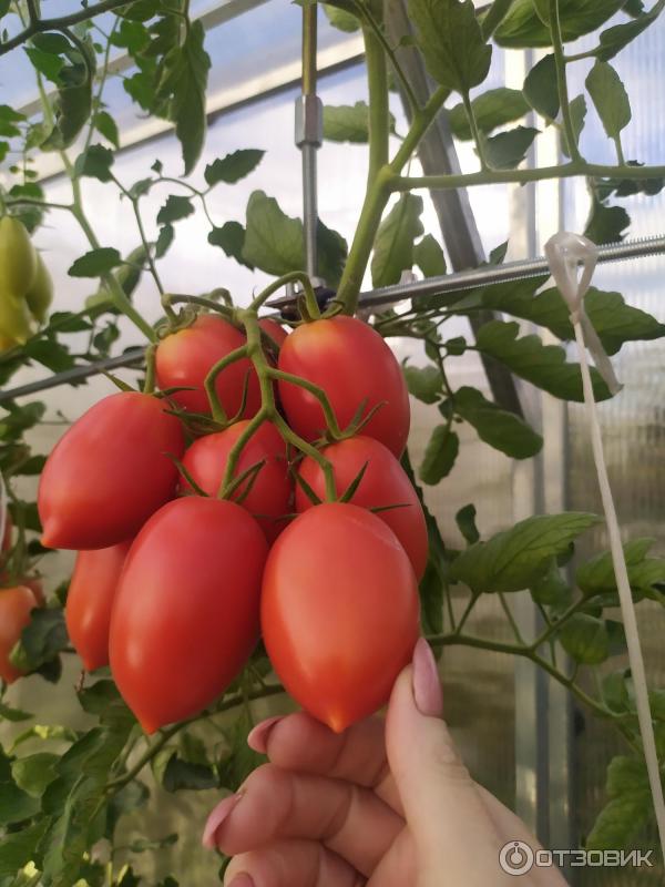 Семена Викуся томатов. Томат Викуся f1 10шт (партнер). Викуся томат партнер фото.